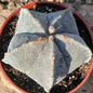 Astrophytum myriostigma 'Bishops Cap' - 4 Inch Assorted - Cactus - DesertScapeSucculent