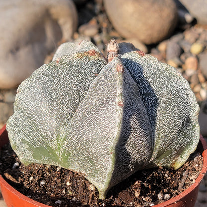 DesertScapeSucculent Cactus 4" Assorted Astrophytum myriostigma 'Bishops Cap'