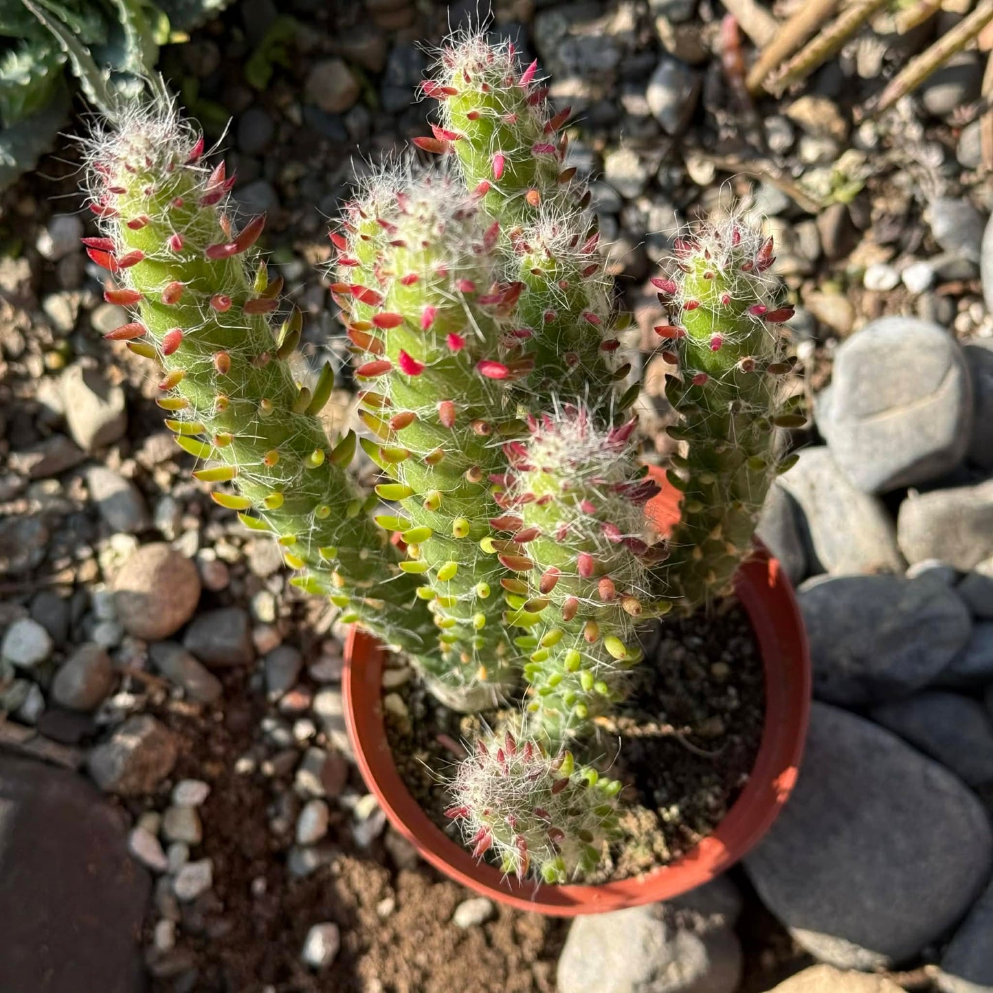 DesertScapeSucculent Cactus Austrocylindropuntia Subulata 'Eve's Needle'