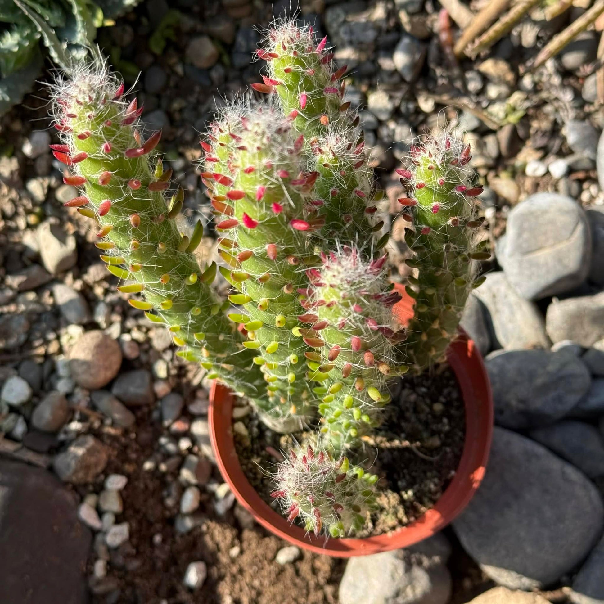DesertScapeSucculent Cactus Austrocylindropuntia Subulata 'Eve's Needle'