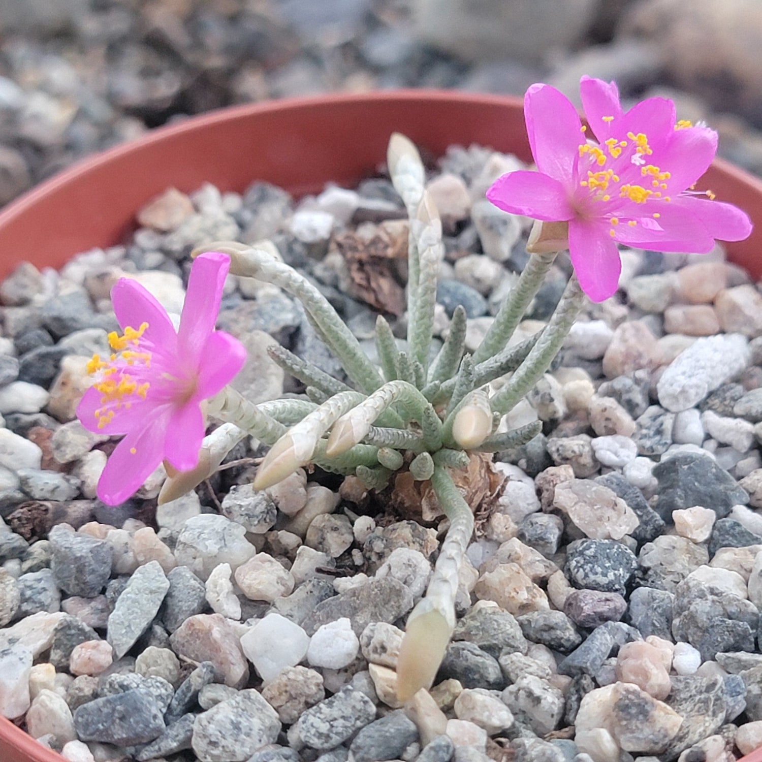 DesertScapeSucculent Cactus 3.5" Assorted Avonia quinaria, Medusa-Like Succulent