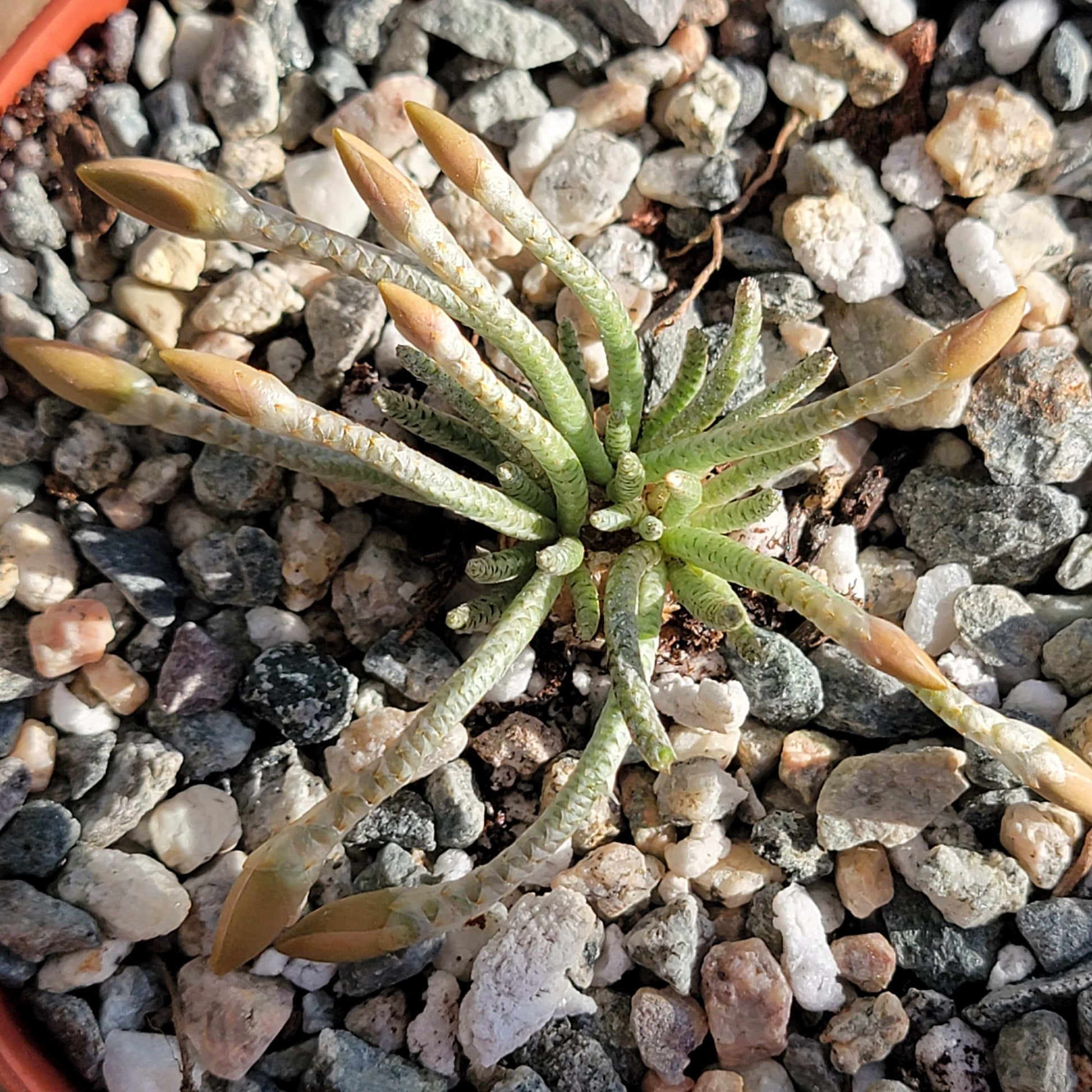 avonia succulent Avonia quinaria, Medusa-Like Succulent