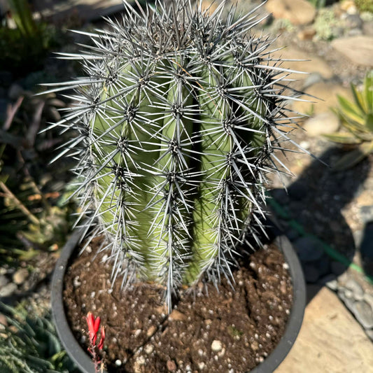 DesertScapeSucculent Cactus 5 Gal Assorted Carnegiea gigantea 'Saguaro'