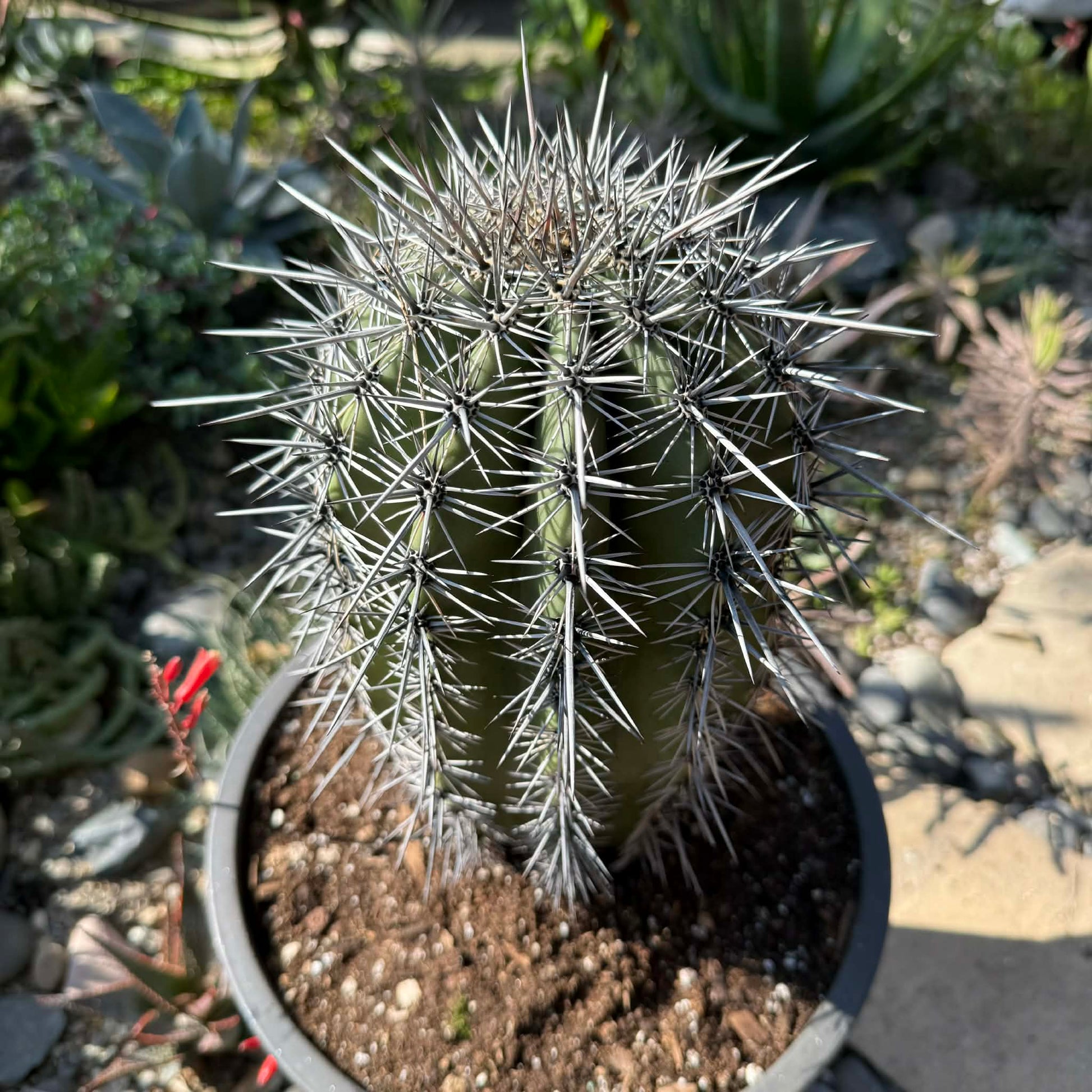 DesertScapeSucculent Cactus 5 Gal Assorted Carnegiea gigantea 'Saguaro'