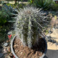 DesertScapeSucculent Cactus 5 Gal Assorted Carnegiea gigantea 'Saguaro'