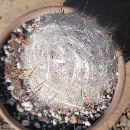 DesertScapeSucculent Cactus Cephalocereus senilis 'Old Man of the Andes Cactus'