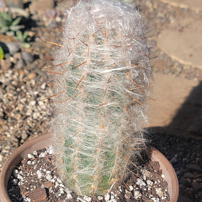 DesertScapeSucculent Cactus 6” Assorted Cephalocereus senilis 'Old Man of the Andes Cactus'