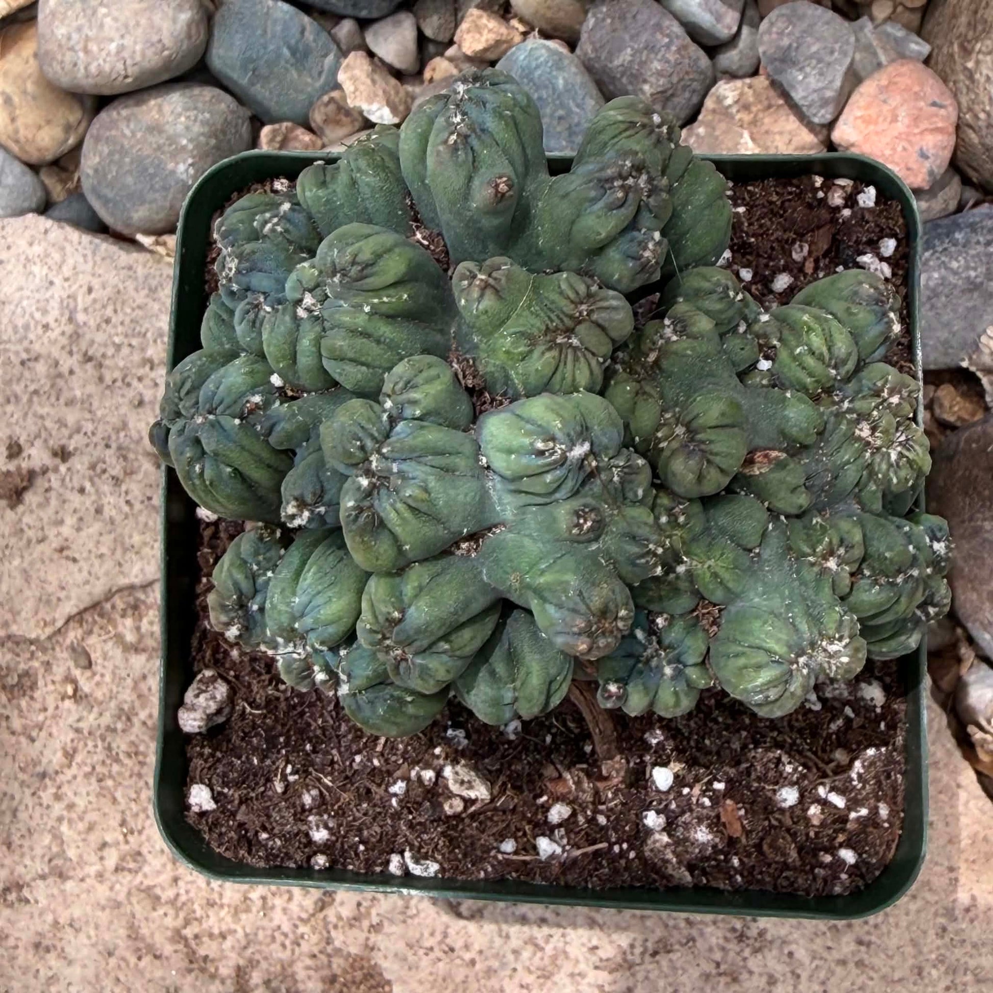 DesertScapeSucculent Cactus Cereus forbesii monstrose 'Ming Thing'