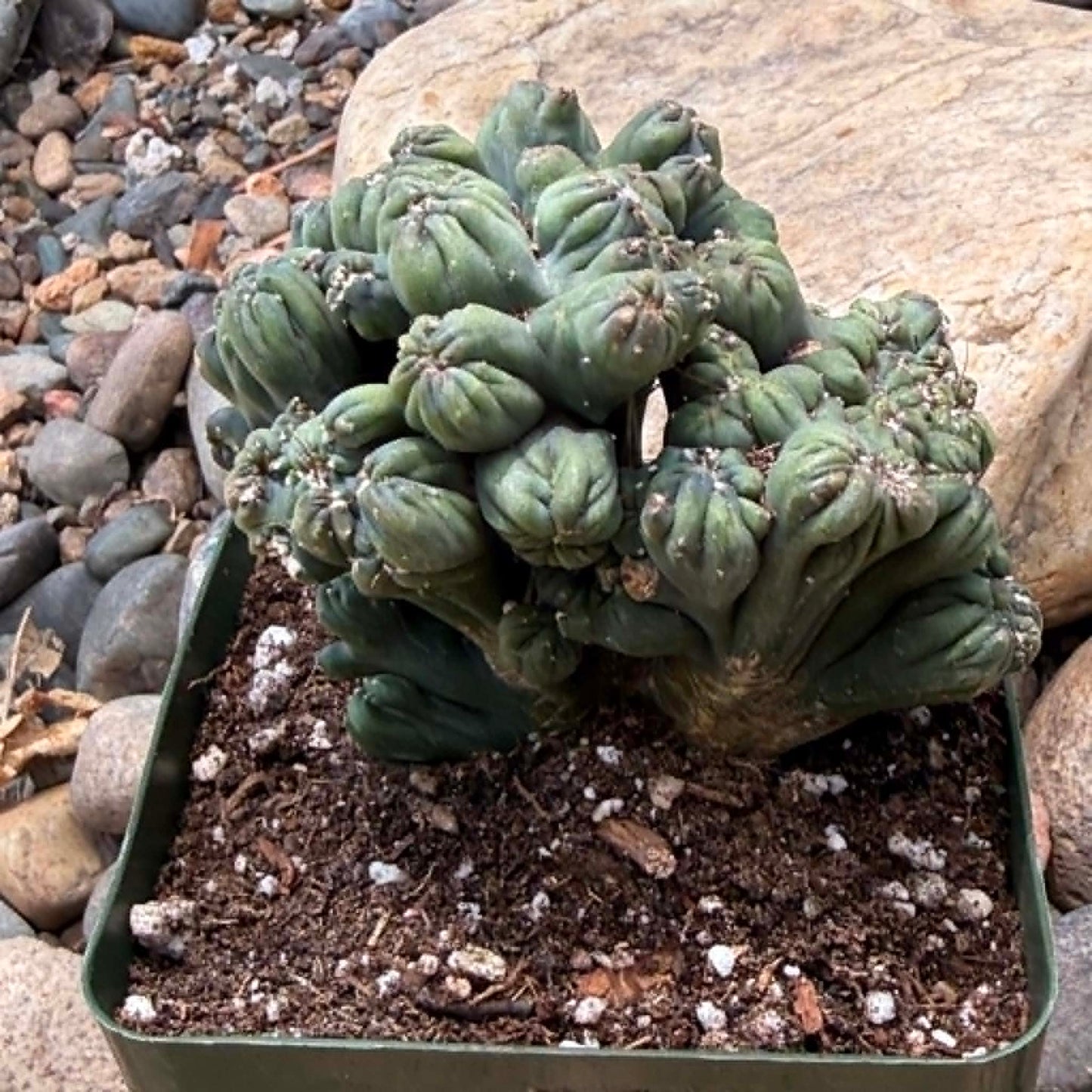DesertScapeSucculent Cactus 4 Inch Cereus forbesii monstrose 'Ming Thing'