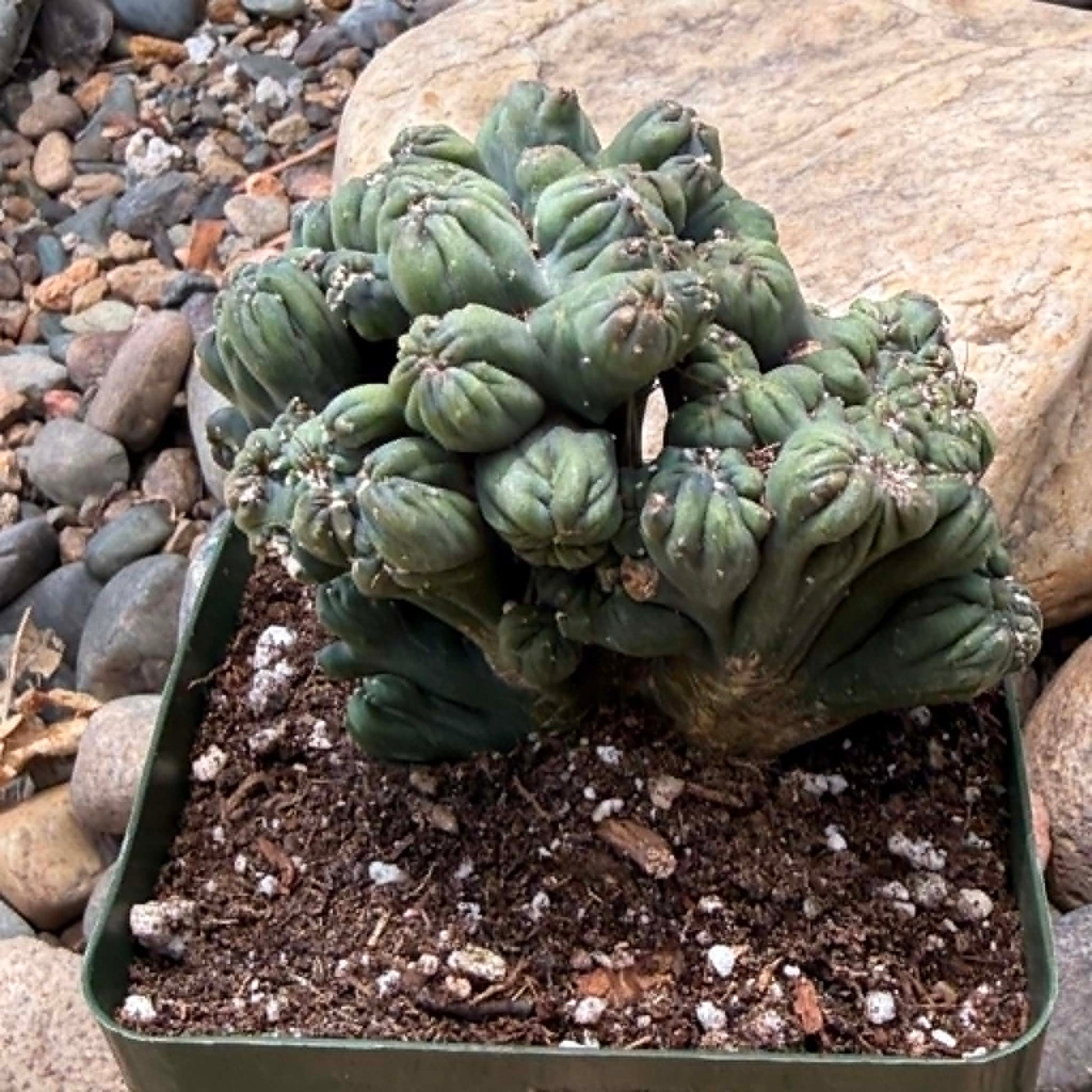 DesertScapeSucculent Cactus 4 Inch Cereus forbesii monstrose 'Ming Thing'