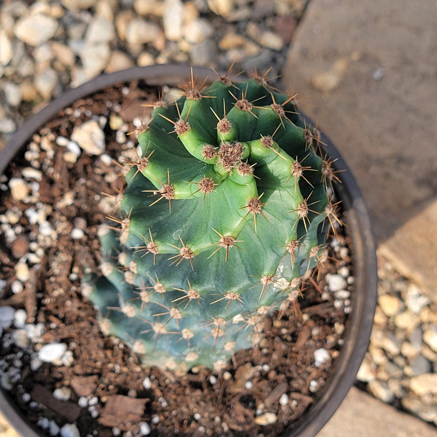 DesertScapeSucculent Cactus Cereus forbesii 'spiralis' Spiral Cactus