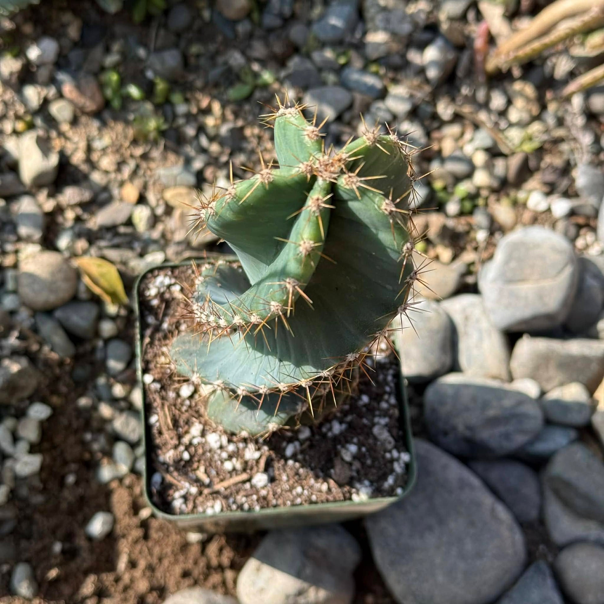 DesertScapeSucculent Cactus Cereus forbesii 'spiralis' Spiral Cactus