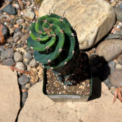 DesertScapeSucculent Cactus Cereus forbesii 'spiralis' Spiral Cactus