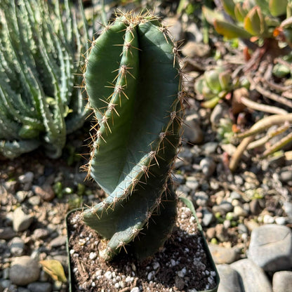DesertScapeSucculent Cactus 4 Inch Cereus forbesii 'spiralis' Spiral Cactus