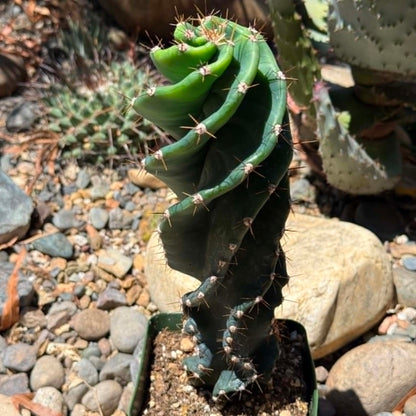 DesertScapeSucculent Cactus 4 Inch Cereus forbesii 'spiralis' Spiral Cactus