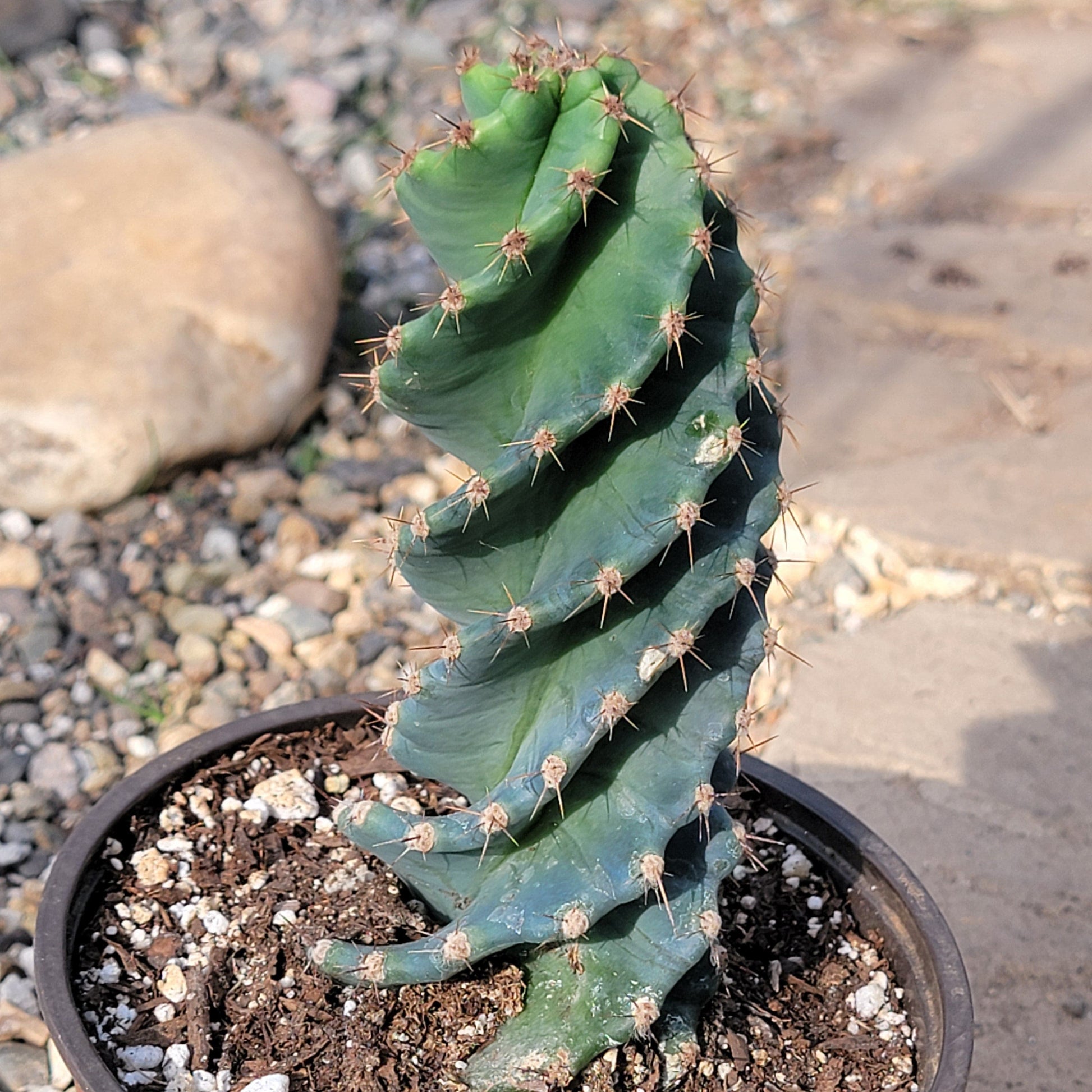 succulents cereus spiralis Cereus forbesii 'spiralis' Spiral Cactus – DesertScapeSucculent
