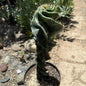 Cereus forbesii 'spiralis' Spiral Cactus - 8 Inch Assorted - Cactus - DesertScapeSucculent