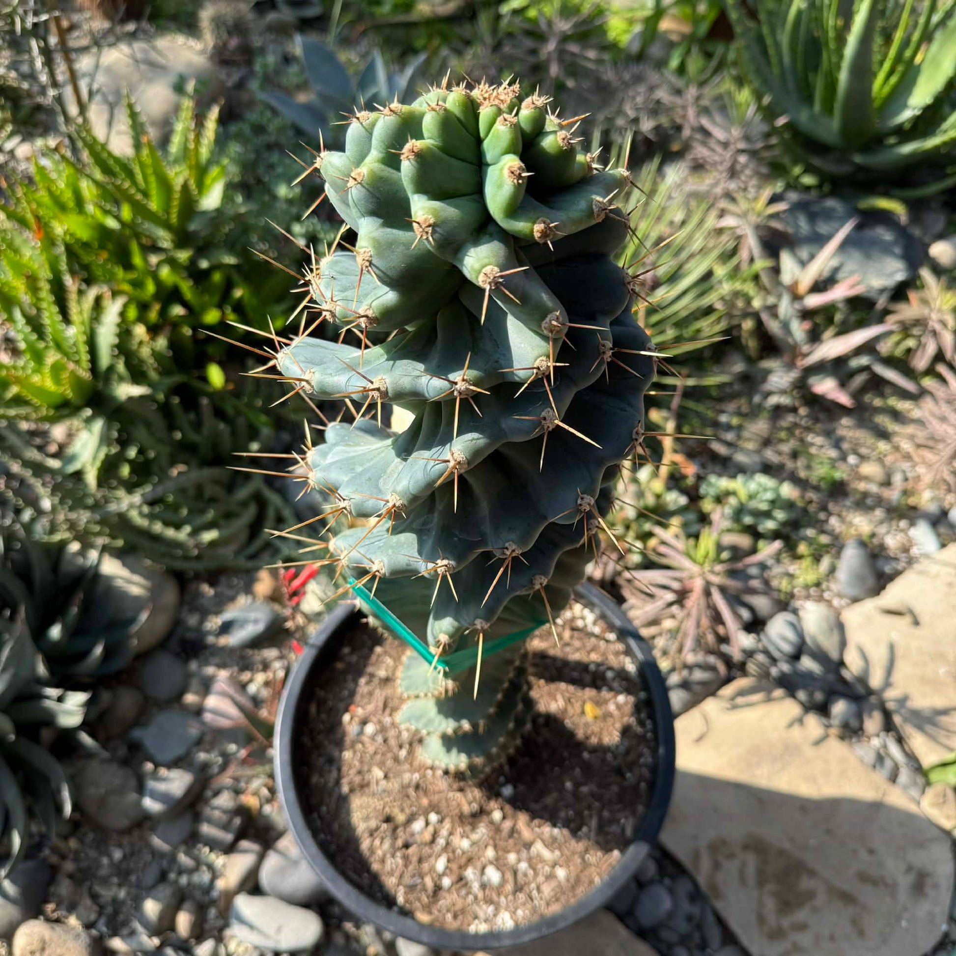 DesertScapeSucculent Cactus 5 Gallon Cereus forbesii 'spiralis' Spiral Cactus Large