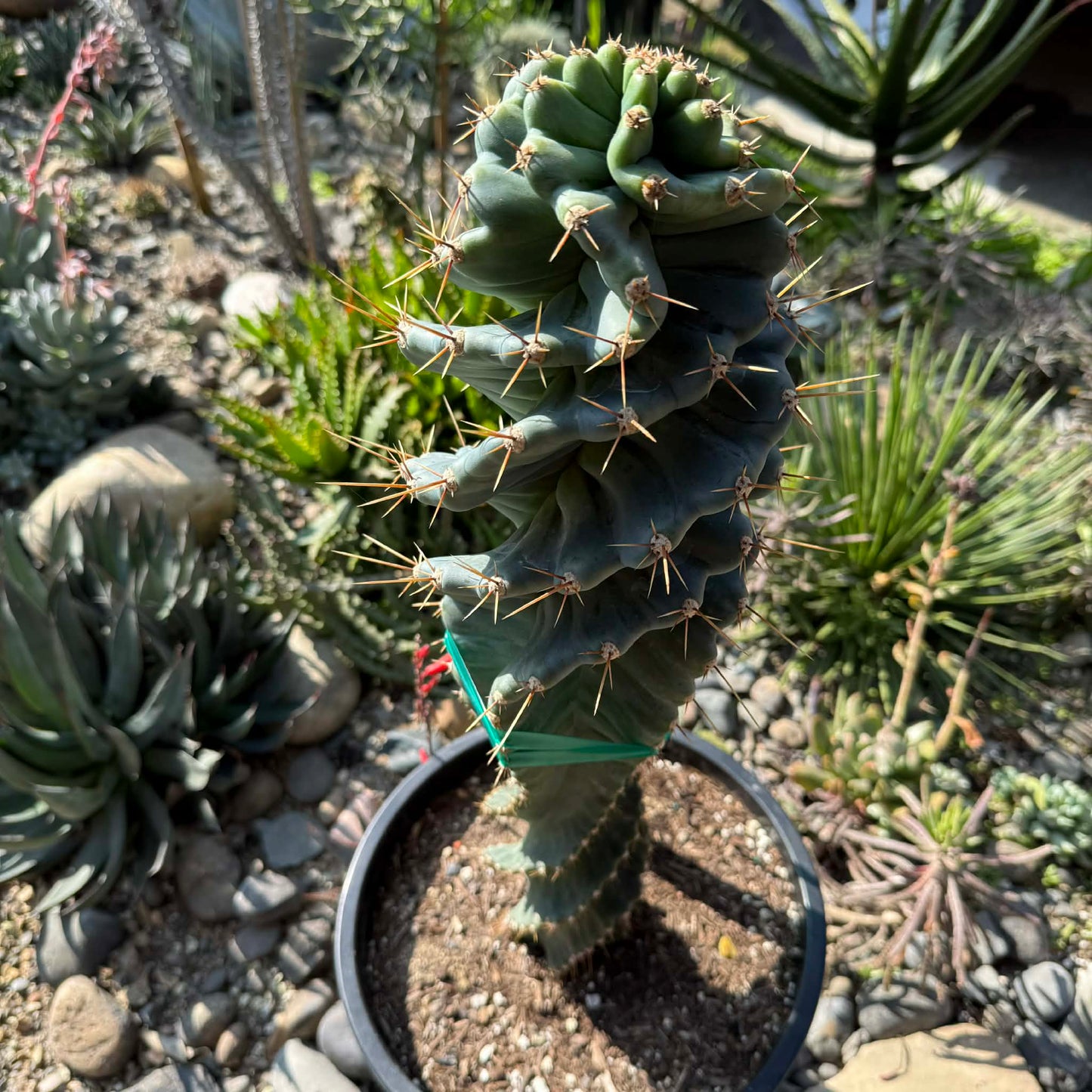 DesertScapeSucculent Cactus 5 Gallon Cereus forbesii 'spiralis' Spiral Cactus Large