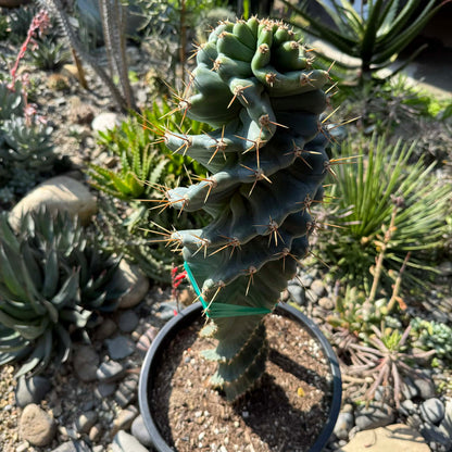 DesertScapeSucculent Cactus 5 Gallon Cereus forbesii 'spiralis' Spiral Cactus Large