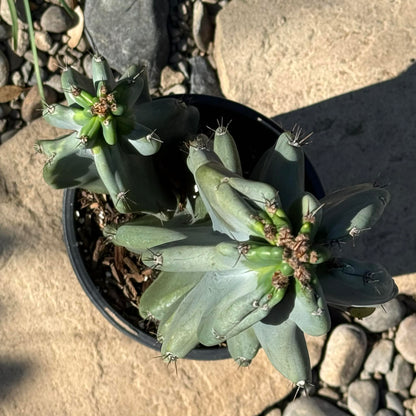 DesertScapeSucculent Cactus 1 Gallon Cereus peruvianus 'Monstrose'