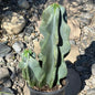 DesertScapeSucculent Cactus 1 Gallon Cereus peruvianus 'Monstrose'