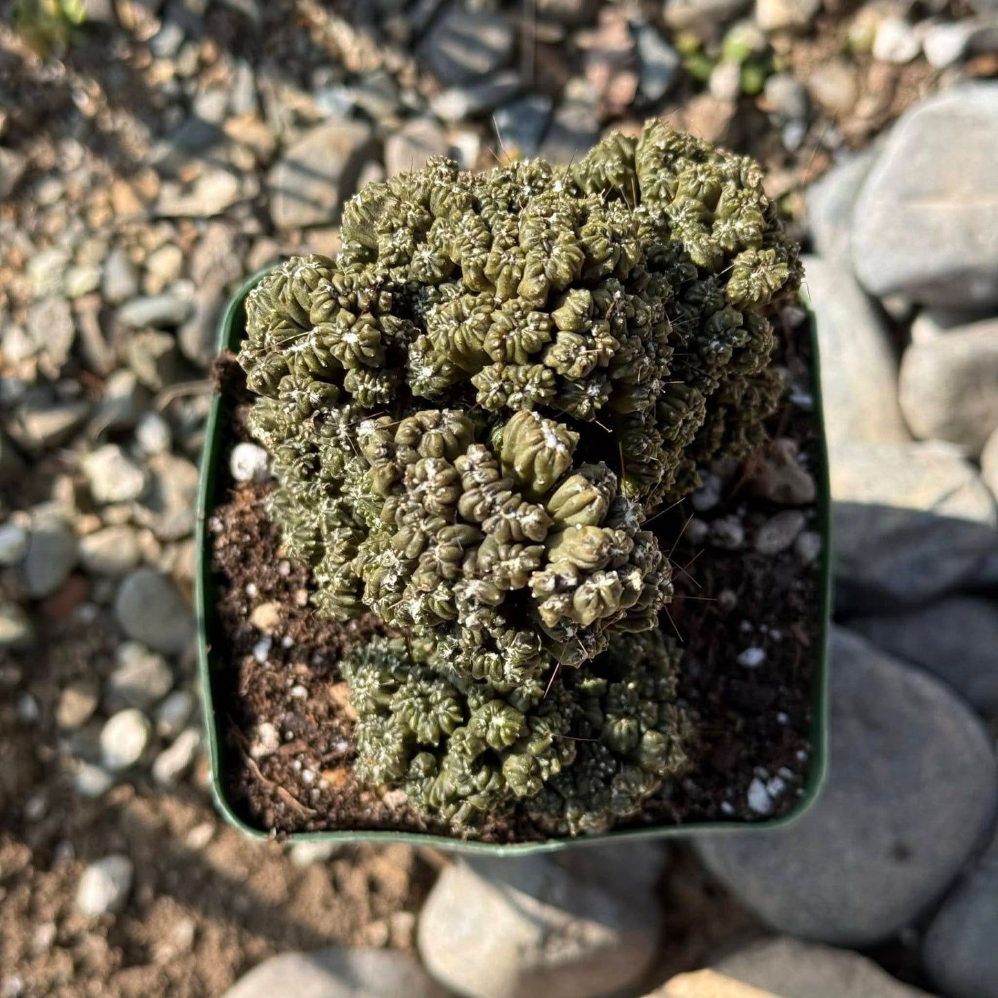 DesertScapeSucculent Cactus Cereus peruvianus monstrose 'Petra'