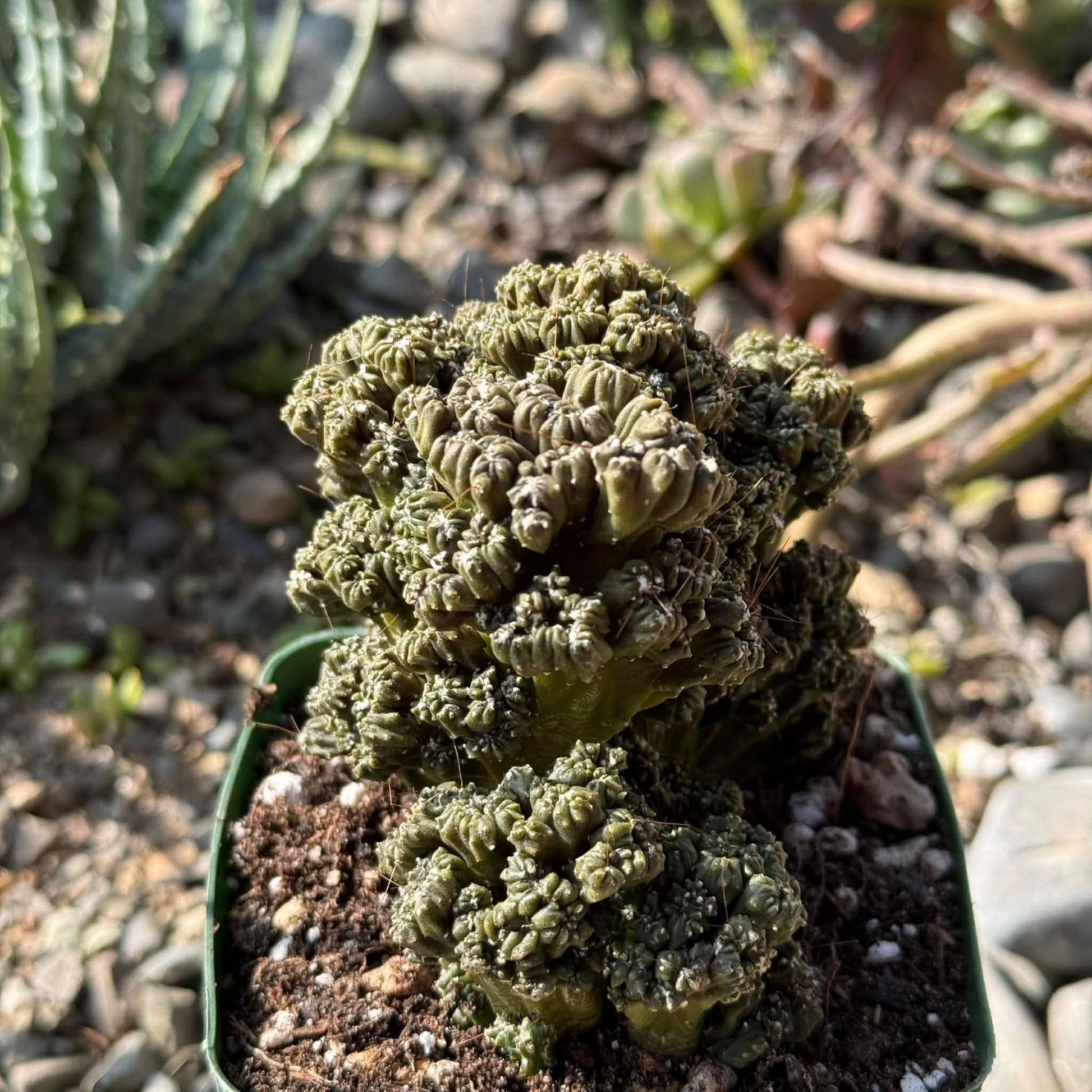 DesertScapeSucculent Cactus 4 Inch Cereus peruvianus monstrose 'Petra'
