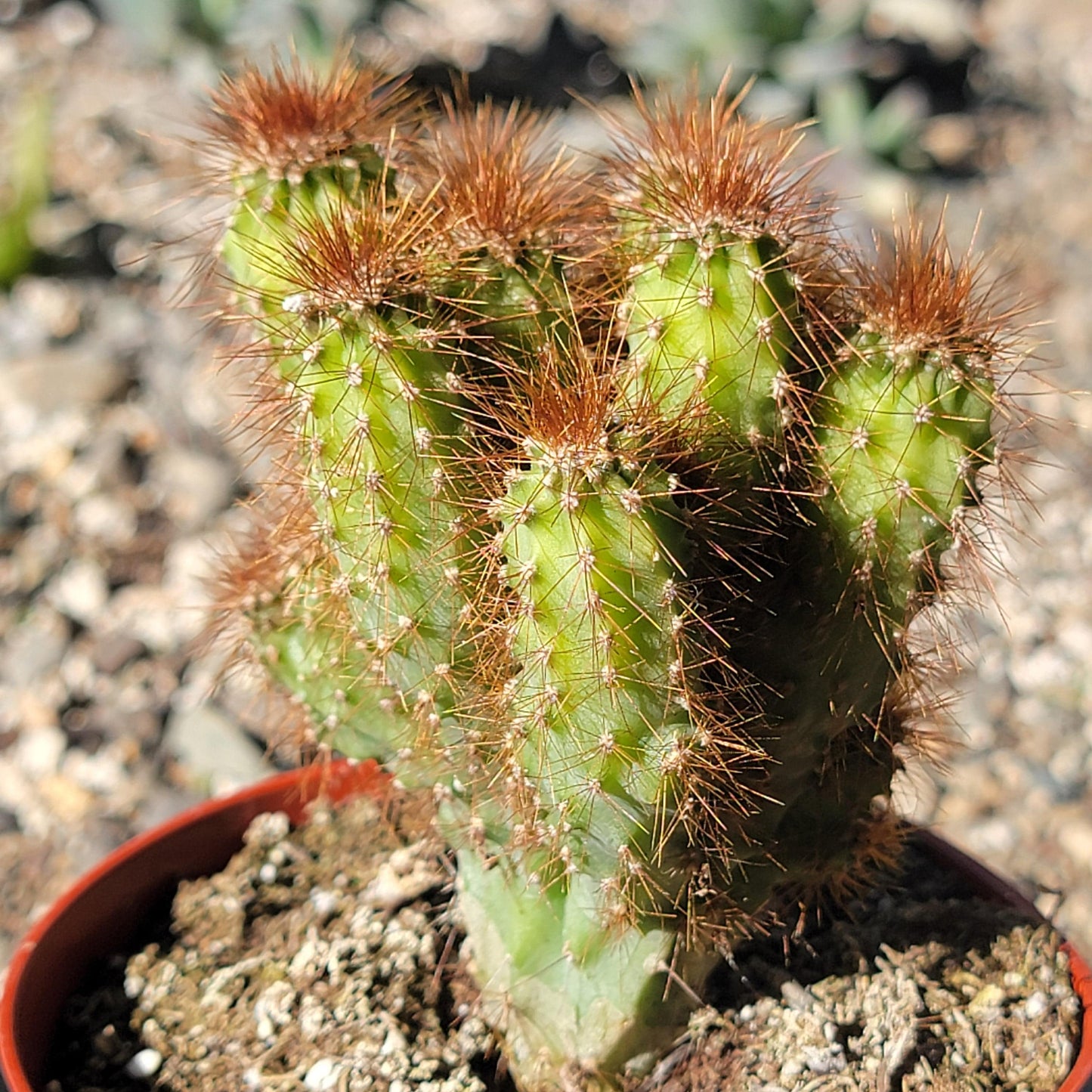 DesertScapeSucculent Cactus 4" Assorted Cereus repandus f. monstrosus