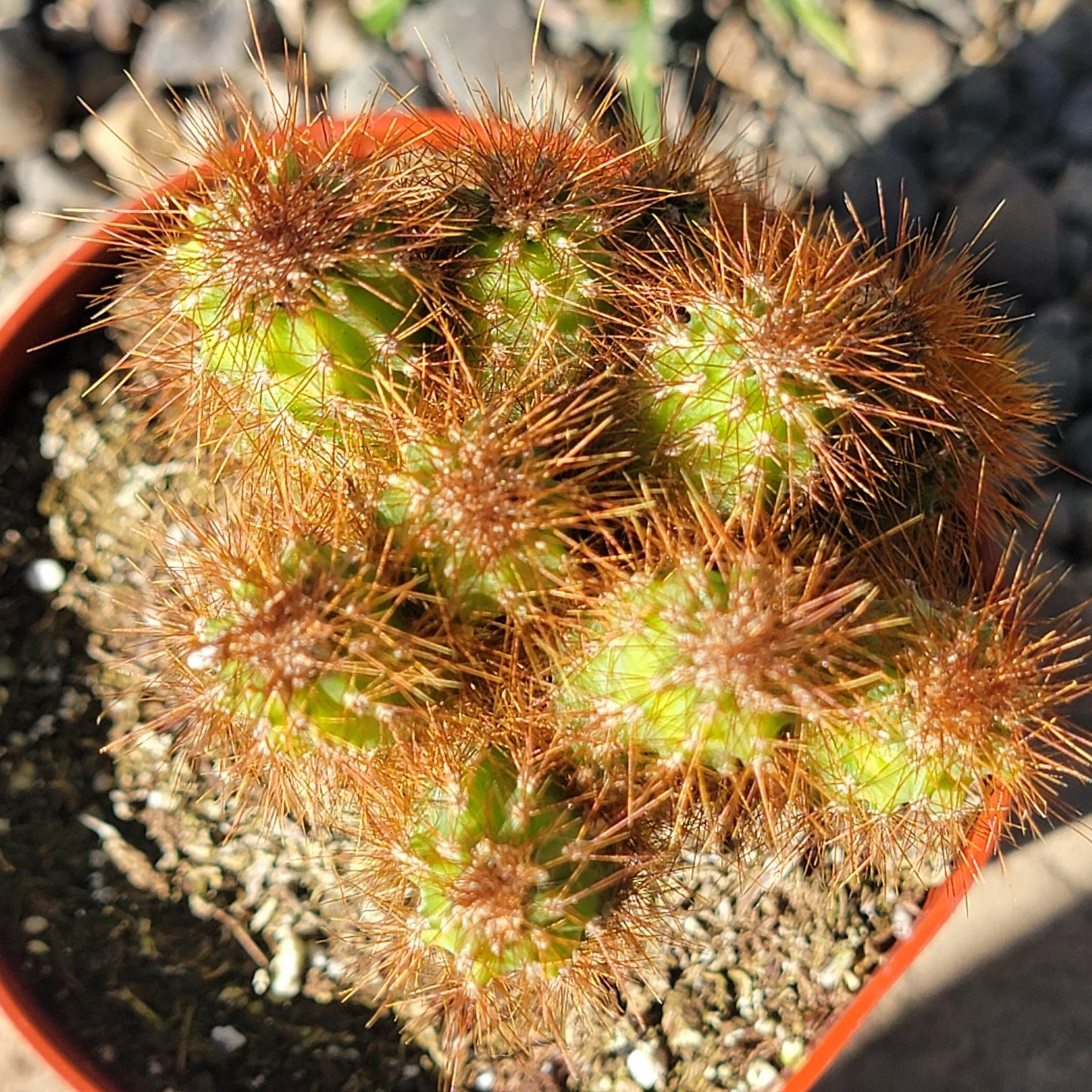 DesertScapeSucculent Cactus 4" Assorted Cereus repandus f. monstrosus