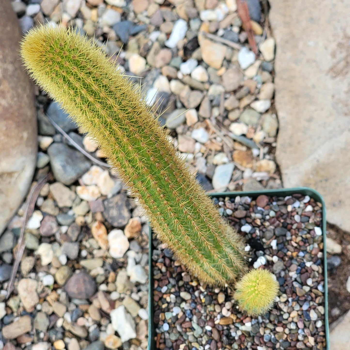 Cleistocactus samaipatanus 'Golden Monkey Tail' - 6 Inch Assorted - Cactus - DesertScapeSucculent