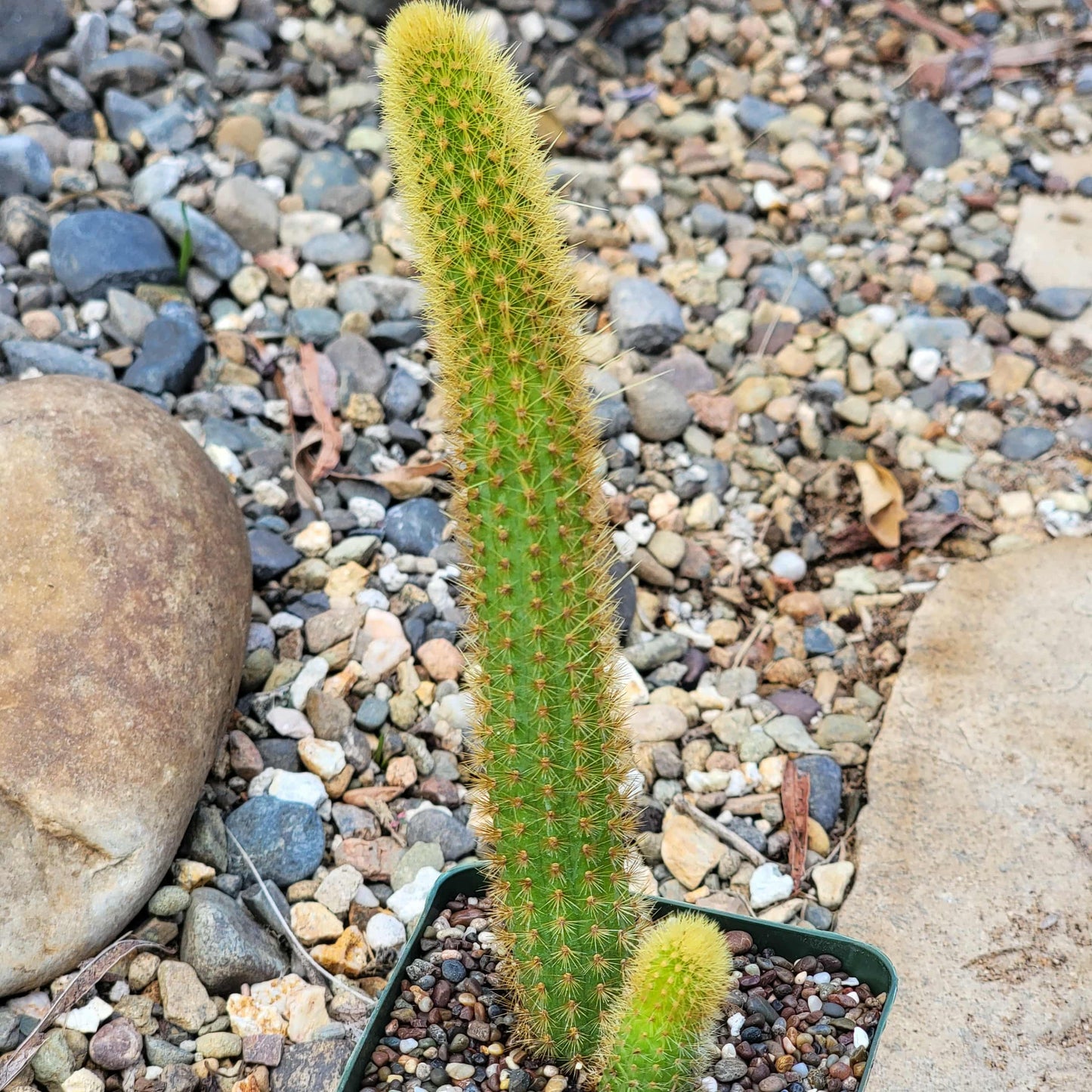 Cleistocactus samaipatanus 'Golden Monkey Tail' - 4 Inch Assorted - Cactus - DesertScapeSucculent