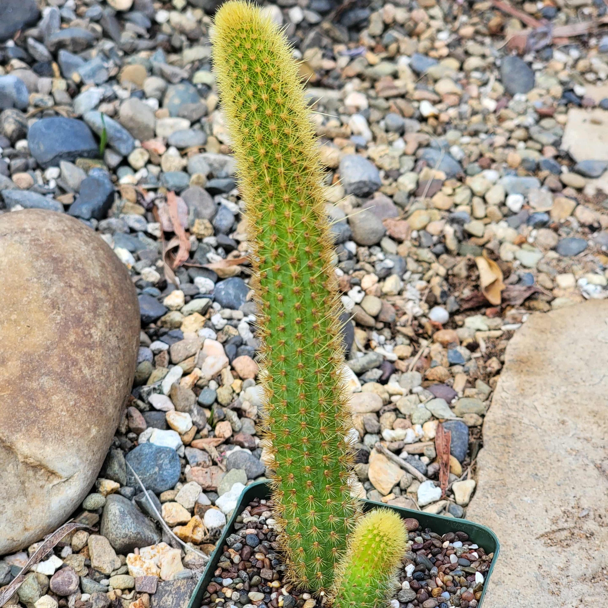 Cleistocactus samaipatanus 'Golden Monkey Tail' - 4 Inch Assorted - Cactus - DesertScapeSucculent