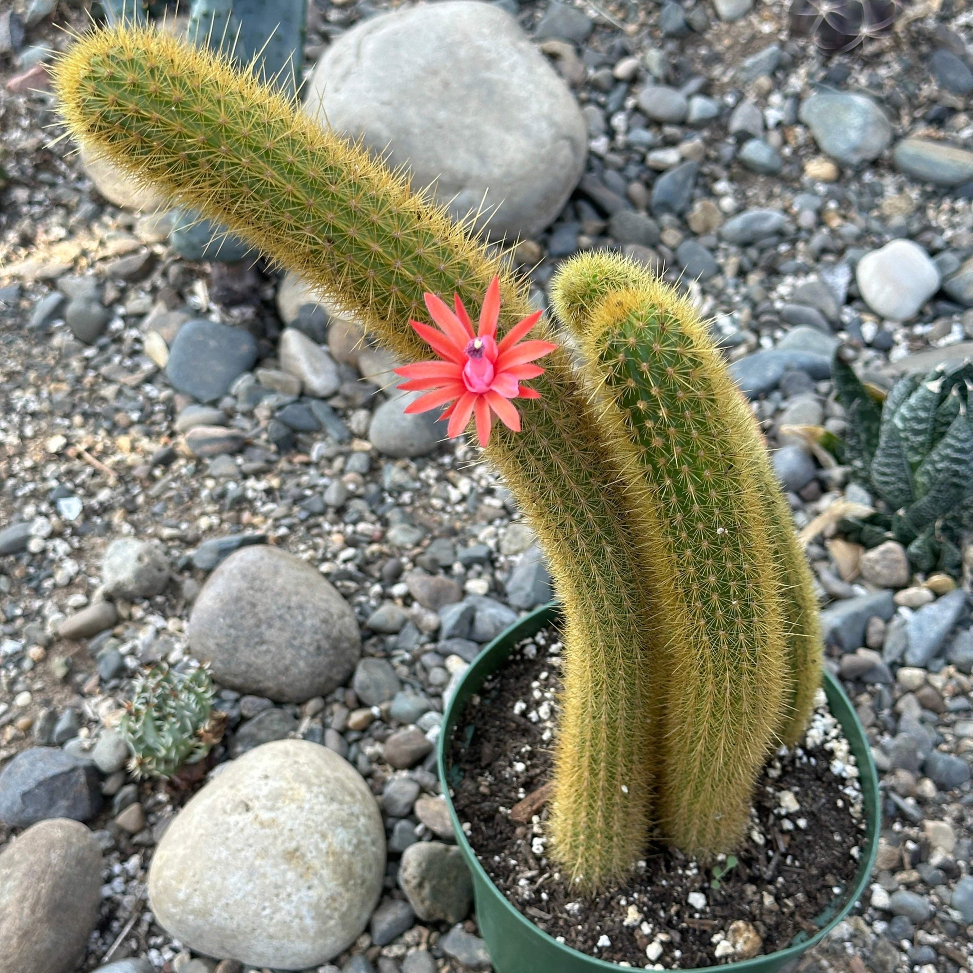 DesertScapeSucculent Cactus 6" Assorted Cleistocactus samaipatanus 'golden rat tail'