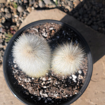 DesertScapeSucculent Cactus Cleistocactus strausii 'Silver Torch'