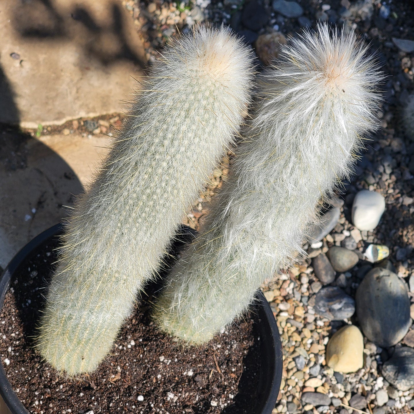 DesertScapeSucculent Cactus Cleistocactus strausii 'Silver Torch'