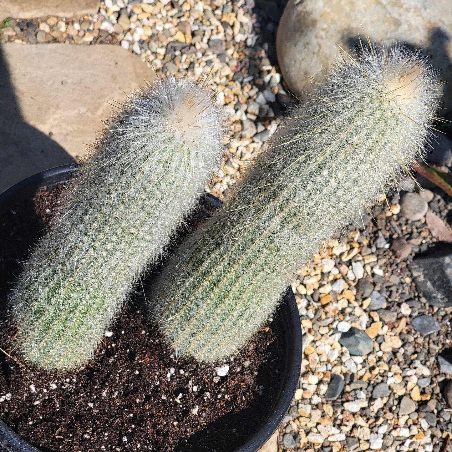 DesertScapeSucculent Cactus Cleistocactus strausii 'Silver Torch'