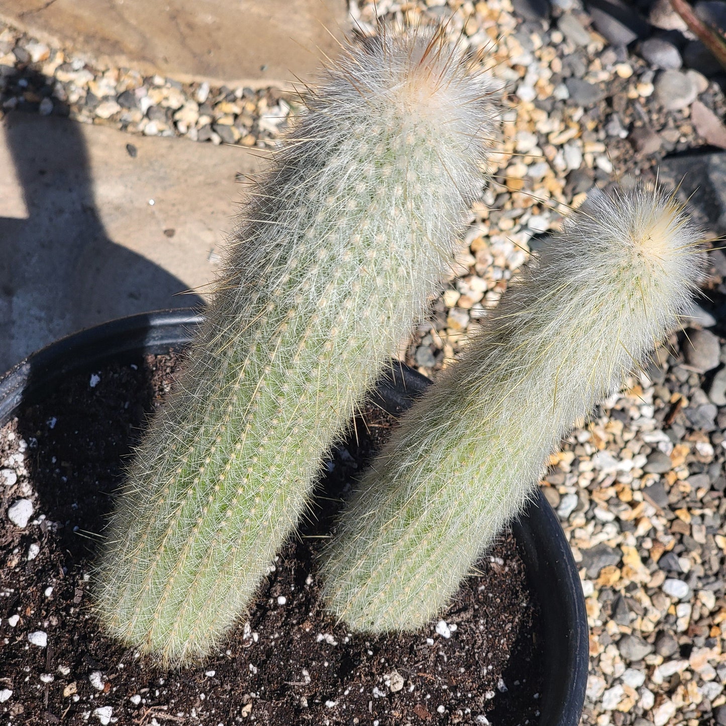 DesertScapeSucculent Cactus Cleistocactus strausii 'Silver Torch'