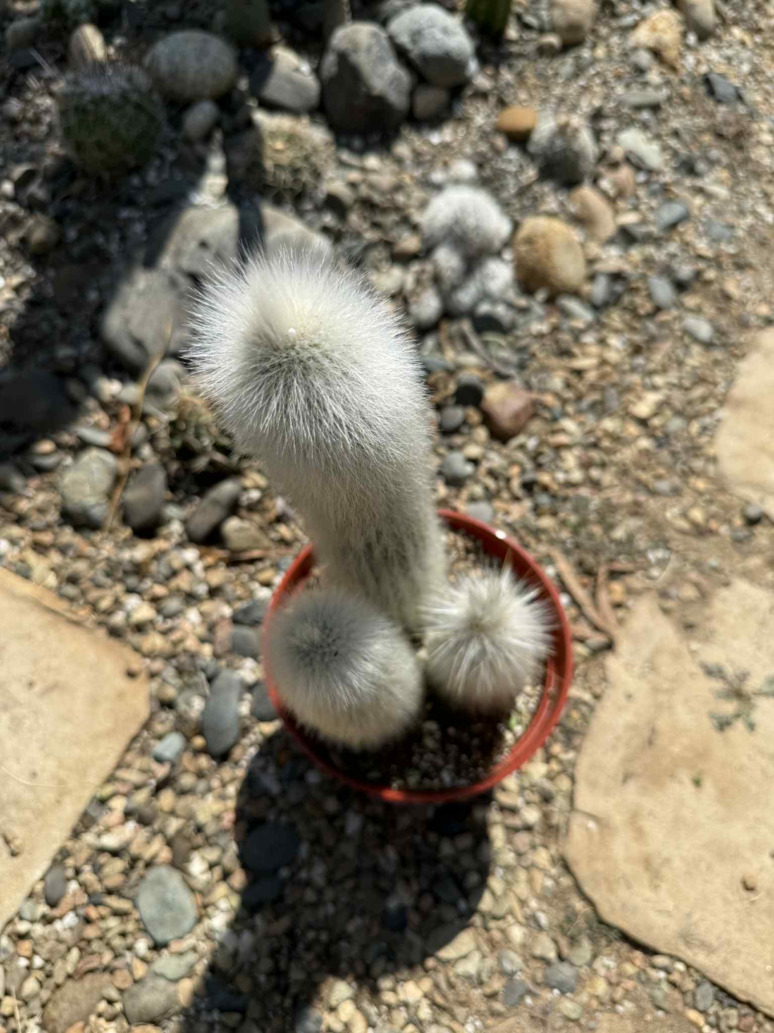 Cleistocactus strausii 'Silver Torch' - 5 gal Assorted - Cactus - DesertScapeSucculent