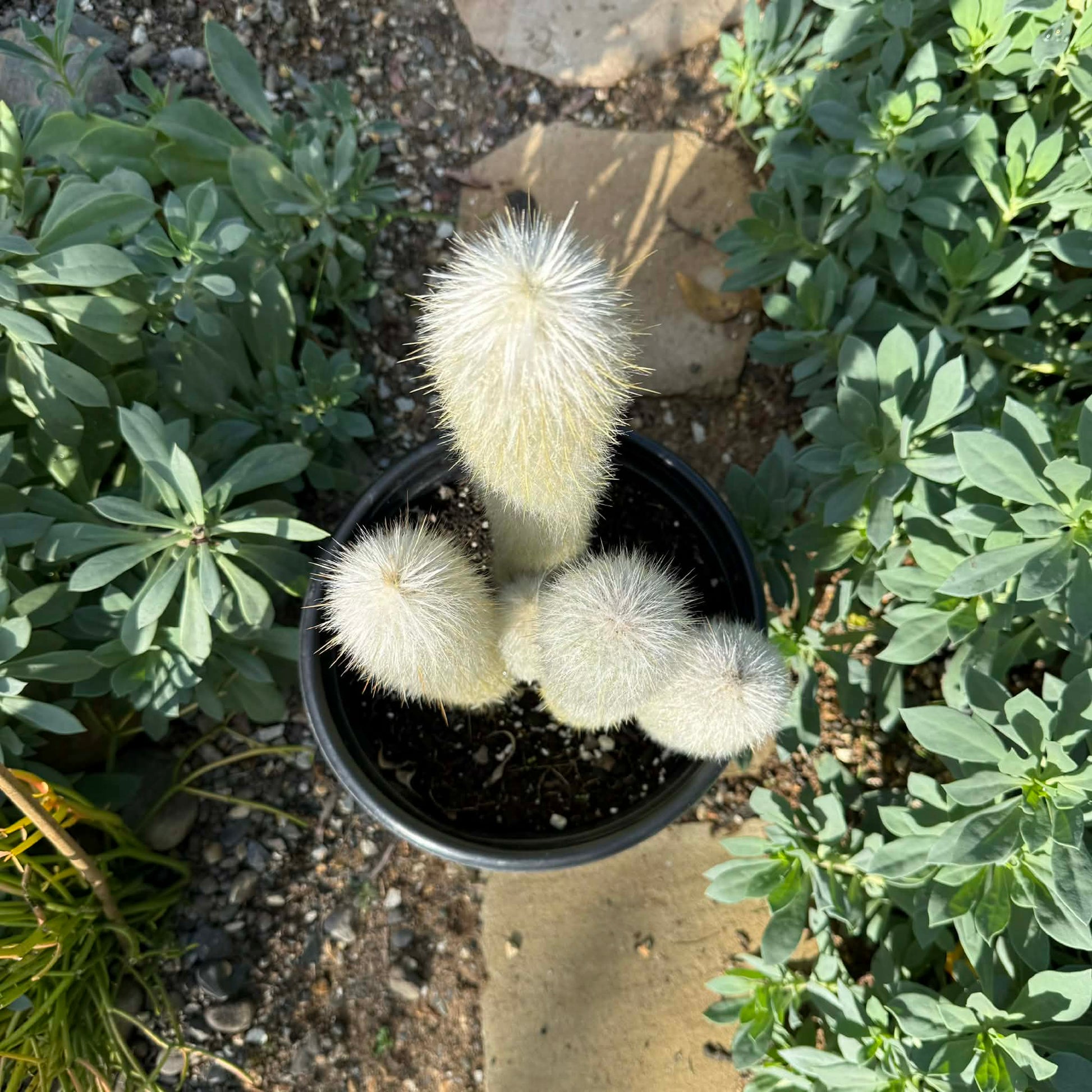 Cleistocactus strausii 'Silver Torch' - 5 gal Assorted - Cactus - DesertScapeSucculent