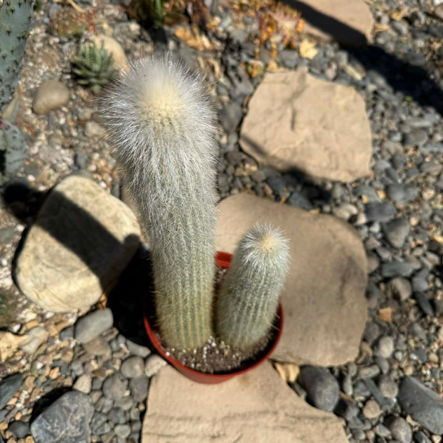 DesertScapeSucculent Cactus Cleistocactus strausii 'Silver Torch'
