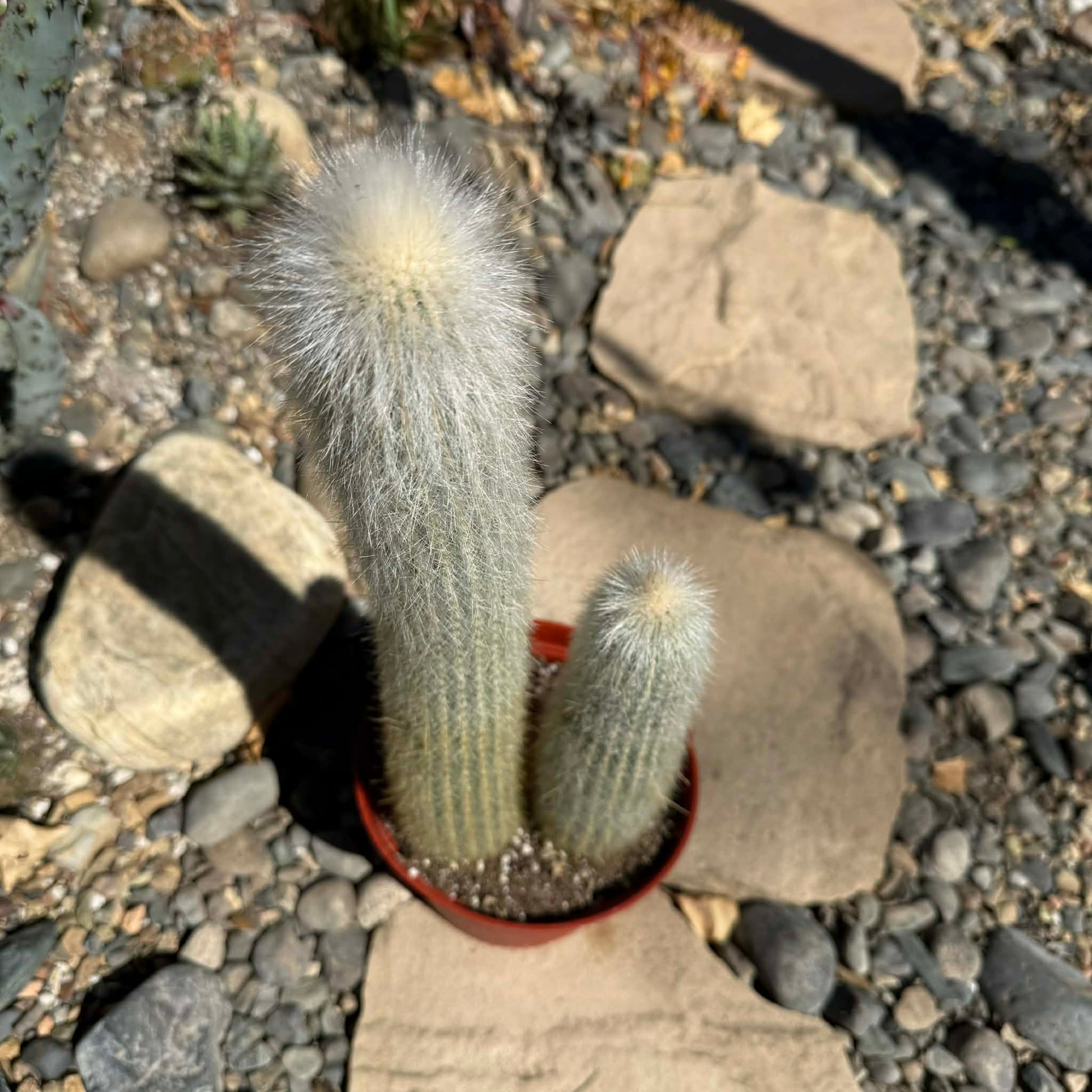 DesertScapeSucculent Cactus Cleistocactus strausii 'Silver Torch'