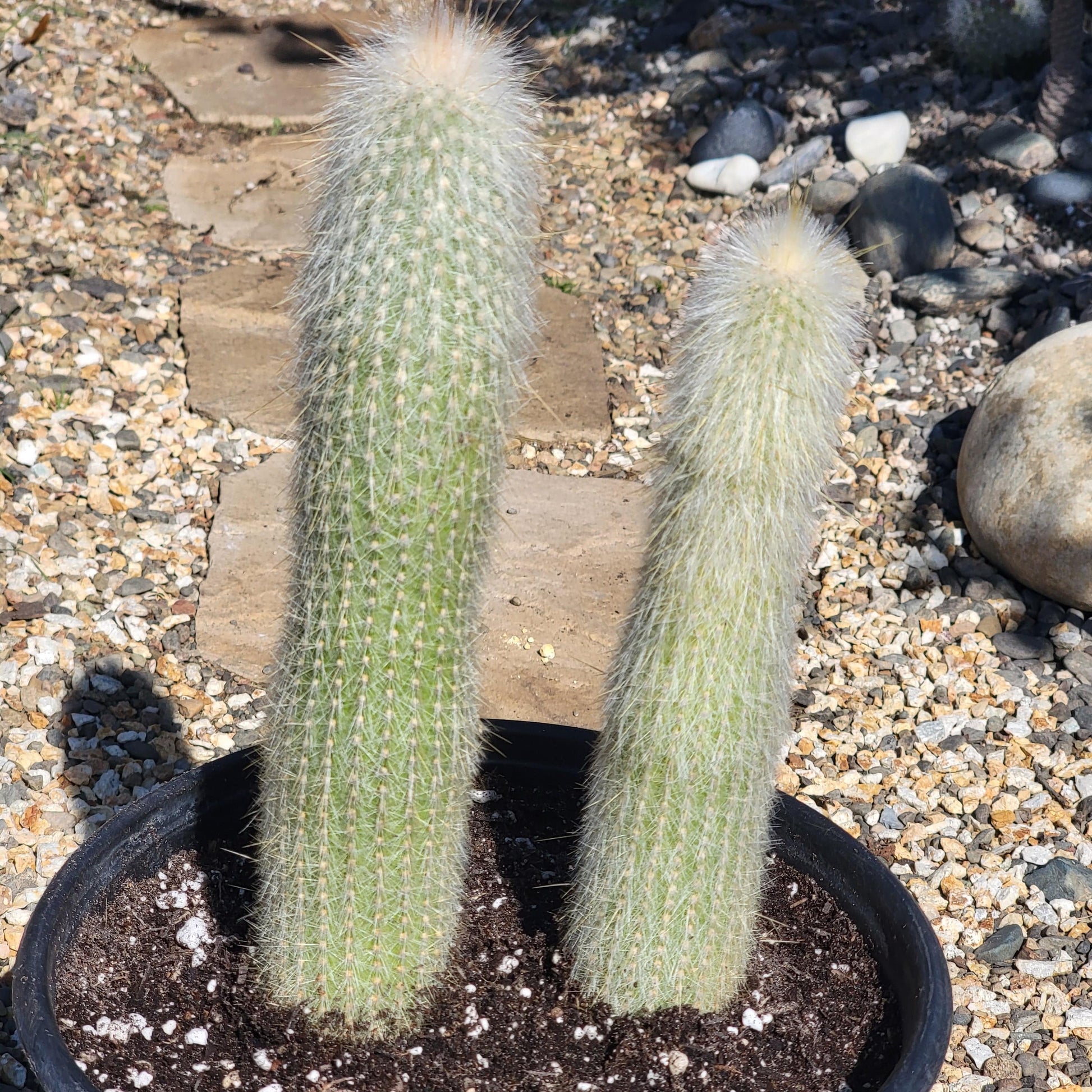 DesertScapeSucculent Cactus 2 gal Assorted Cleistocactus strausii 'Silver Torch'