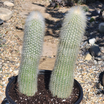 DesertScapeSucculent Cactus 3 gal Assorted Cleistocactus strausii 'Silver Torch'