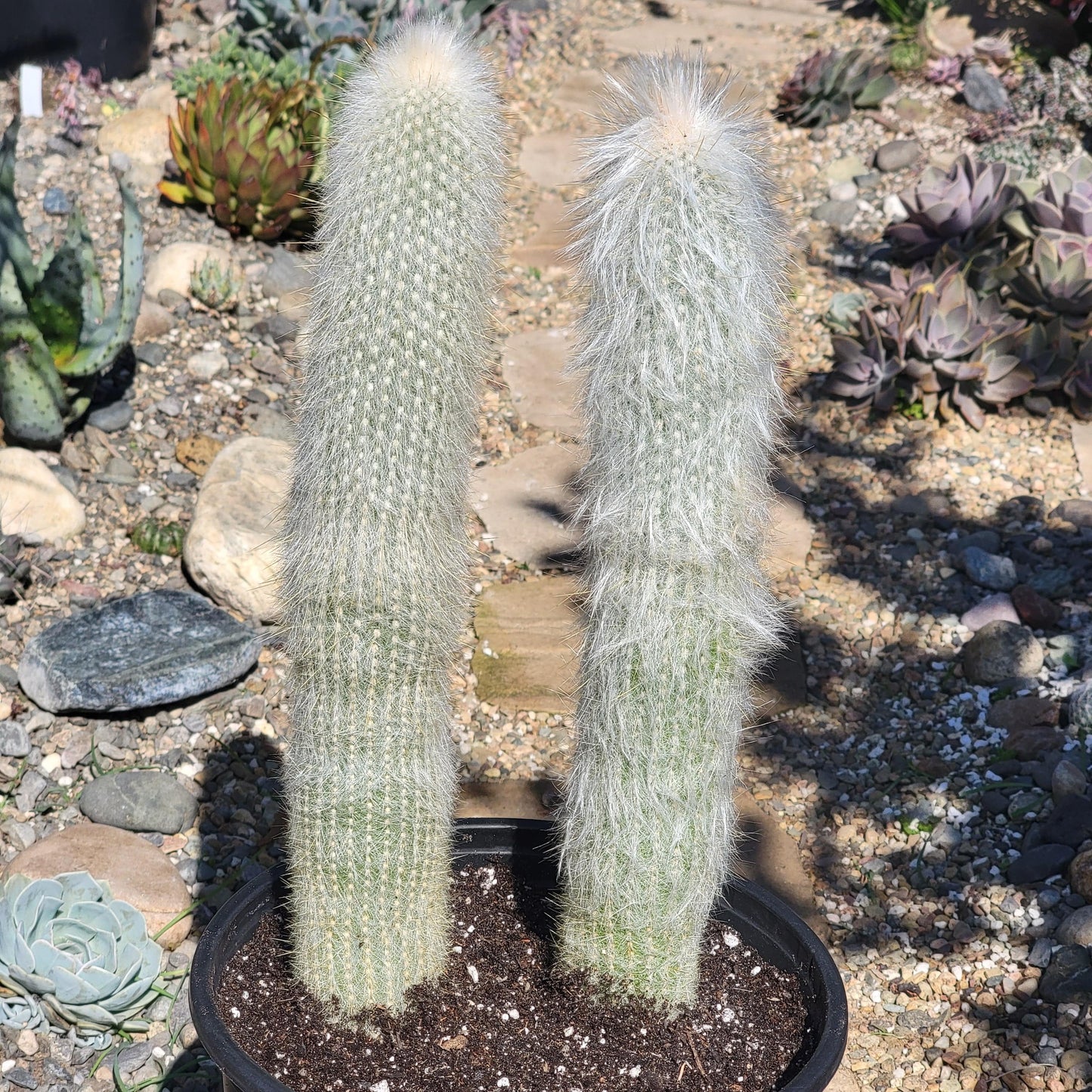 DesertScapeSucculent Cactus 5 gal Assorted Cleistocactus strausii 'Silver Torch'