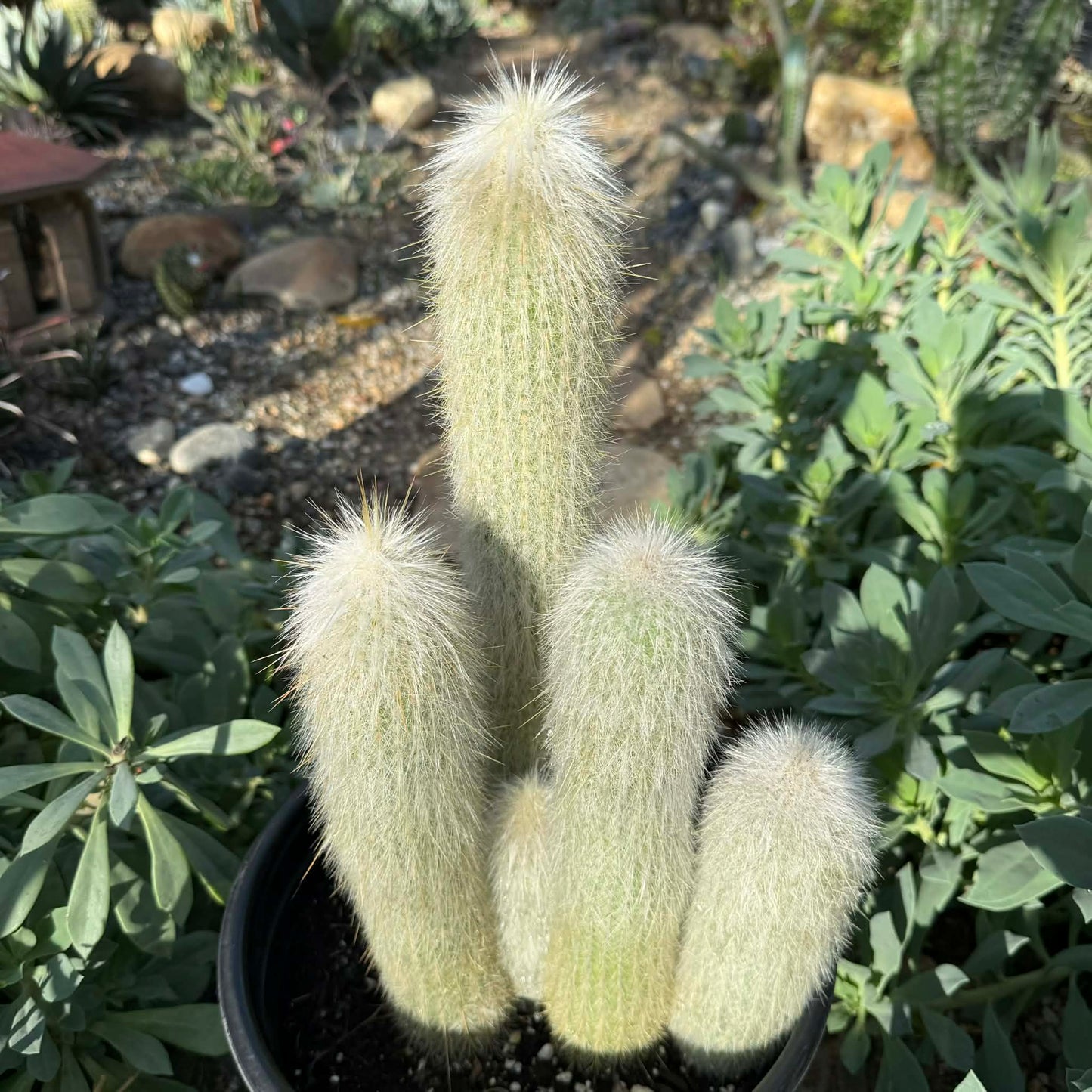 Cleistocactus strausii 'Silver Torch' - 5 gal Assorted - Cactus - DesertScapeSucculent