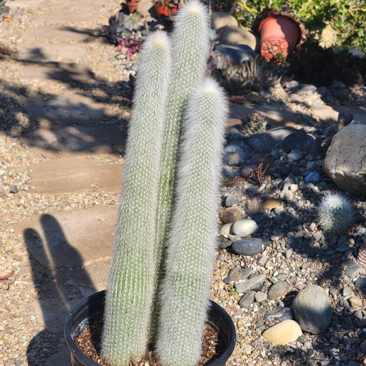 DesertScapeSucculent Cactus 3 gal Assorted Cleistocactus strausii 'Silver Torch'