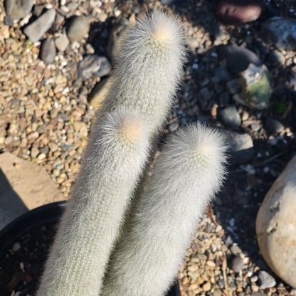 DesertScapeSucculent Cactus 3 gal Assorted Cleistocactus strausii 'Silver Torch'