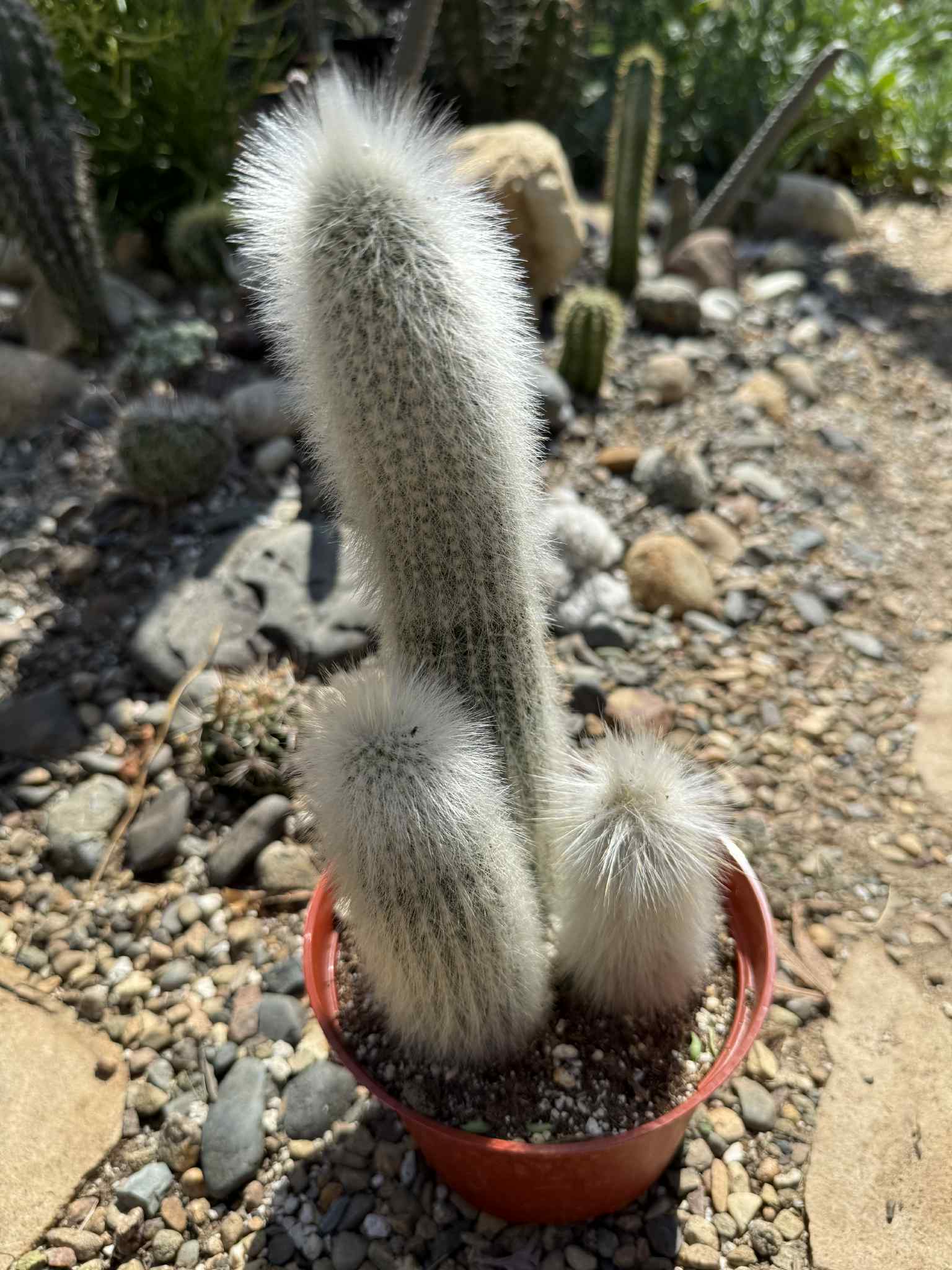Cleistocactus strausii 'Silver Torch' - 6 Inch Assorted - Cactus - DesertScapeSucculent