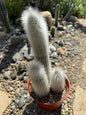 Cleistocactus strausii 'Silver Torch' - 6 Inch Assorted - Cactus - DesertScapeSucculent